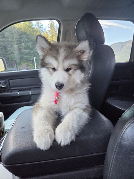 Entry image for Stevie. Clicking this image will show a larger photo