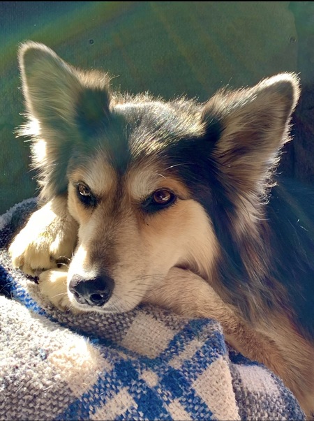 Entry image for Roxy. Clicking this image will show a larger photo