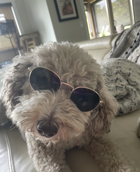 Entry image for Gracie. Clicking this image will show a larger photo