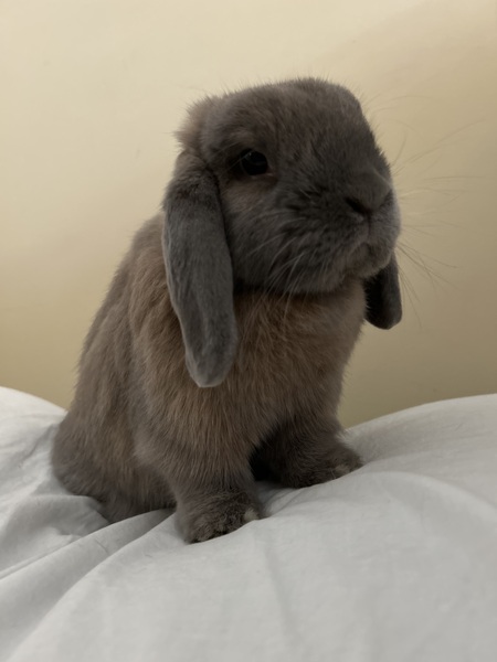 Entry image for Milo. Clicking this image will show a larger photo