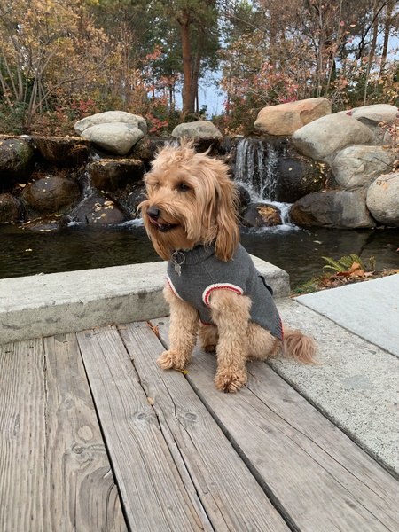 Entry image for Charley. Clicking this image will show a larger photo