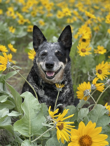 Entry image for DIxie D Roper. Clicking this image will show a larger photo