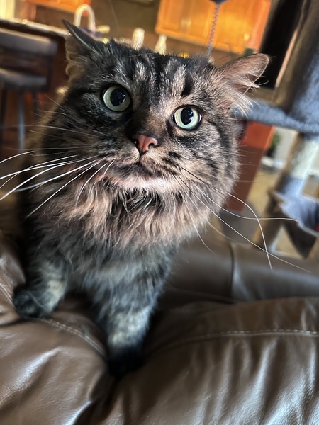 Entry image for Simcoe. Clicking this image will show a larger photo