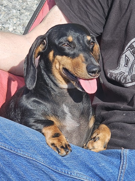 Entry image for Kush. Clicking this image will show a larger photo