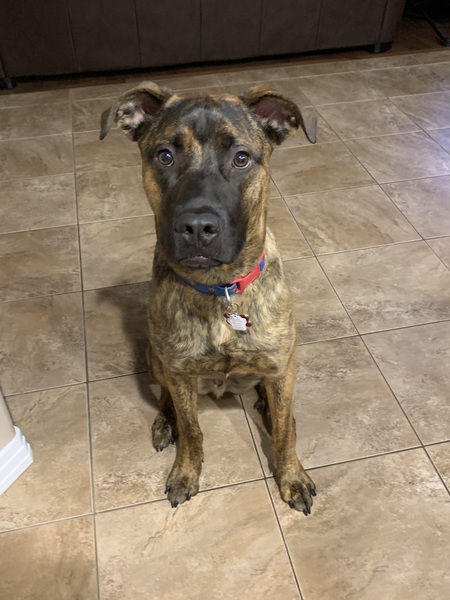 Entry image for Remy. Clicking this image will show a larger photo