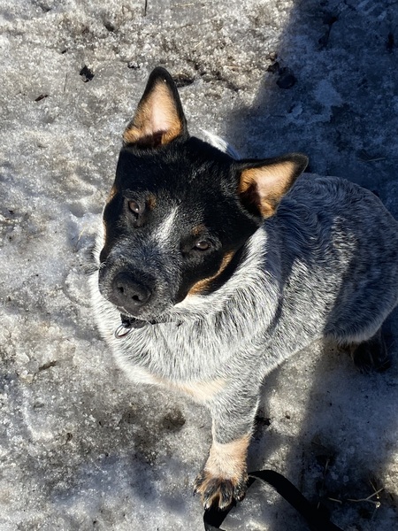 Entry image for Lincoln. Clicking this image will show a larger photo