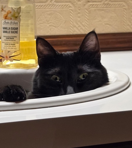 Entry image for Sugar. Clicking this image will show a larger photo