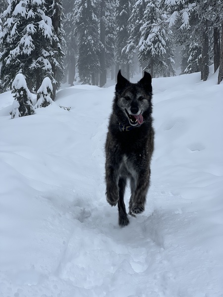 Entry image for Chief. Clicking this image will show a larger photo