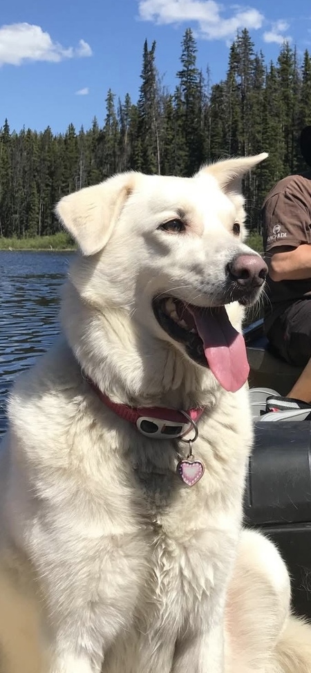 Entry image for Rosie. Clicking this image will show a larger photo