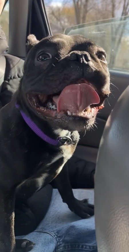 Entry image for Molly. Clicking this image will show a larger photo