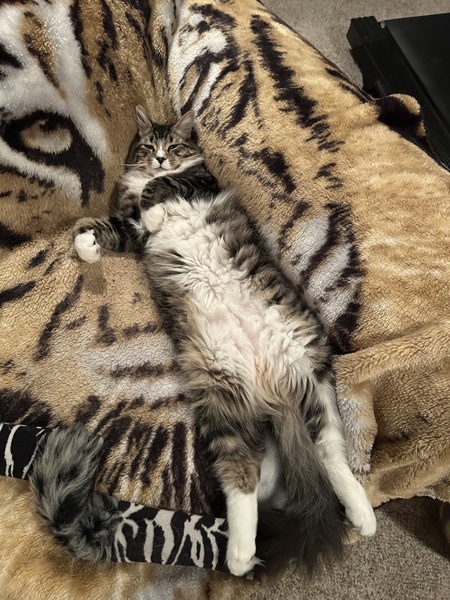 Entry image for Scooby . Clicking this image will show a larger photo