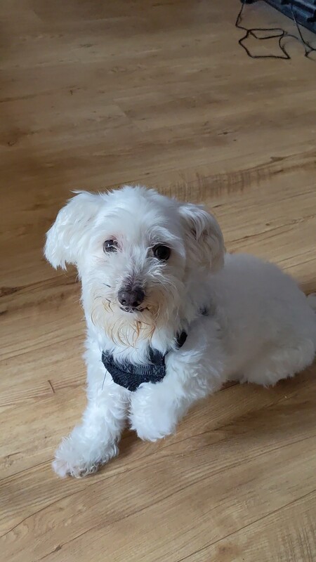 Entry image for Skipper. Clicking this image will show a larger photo