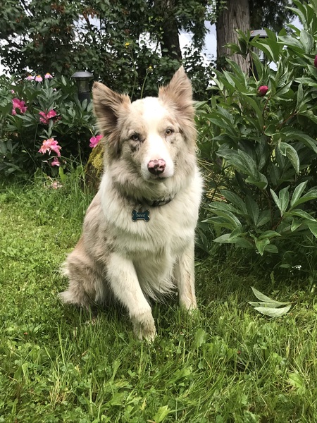 Entry image for Duke. Clicking this image will show a larger photo