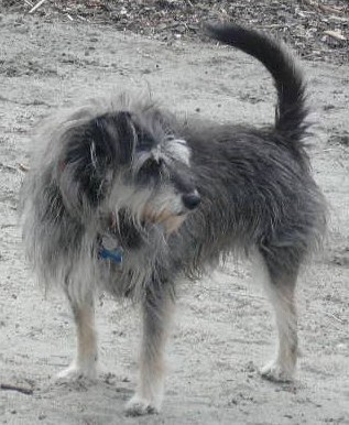 Entry image for Charlie. Clicking this image will show a larger photo