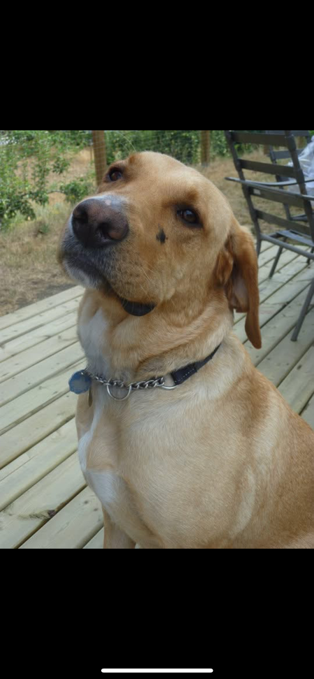 Entry image for Barley. Clicking this image will show a larger photo