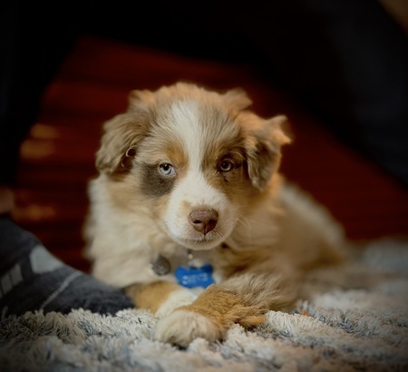 Entry image for Chevie. Clicking this image will show a larger photo