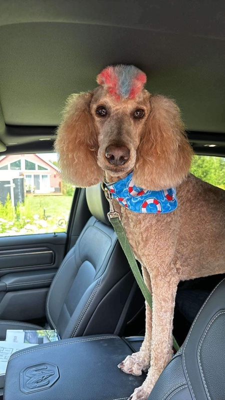 Entry image for Ziggy. Clicking this image will show a larger photo