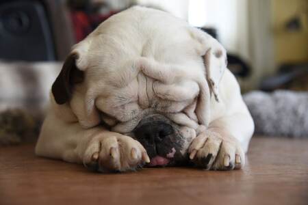 Entry image for Stanley . Clicking this image will show a larger photo