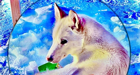 Entry image for Gruffle Chips. Clicking this image will show a larger photo