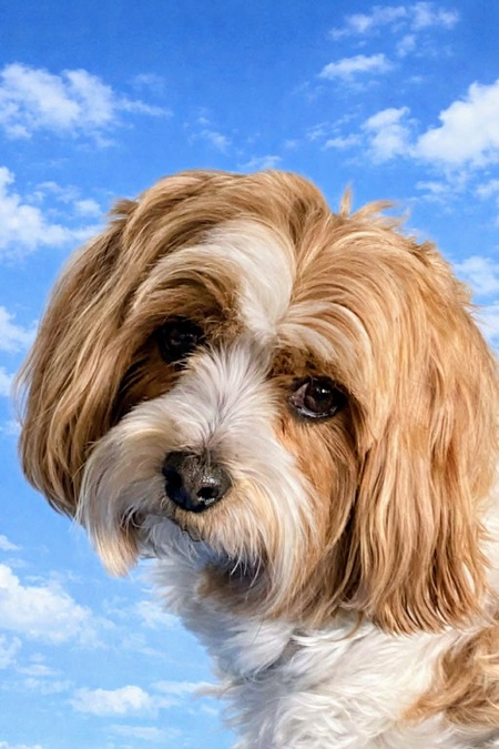 Entry image for Sir Lancelot Aka Lance. Clicking this image will show a larger photo