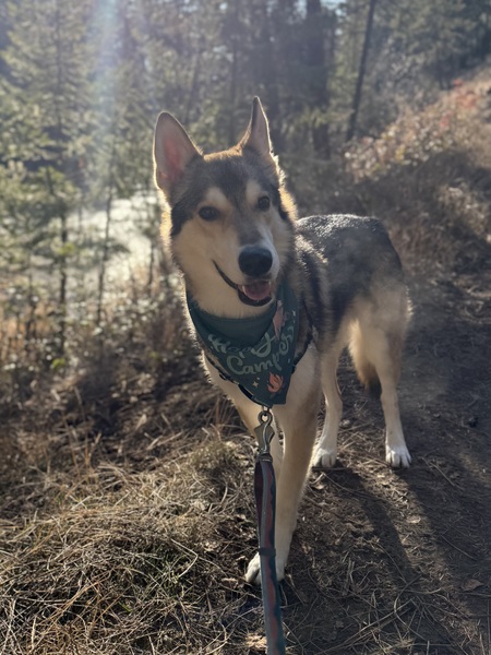 Entry image for Beans. Clicking this image will show a larger photo