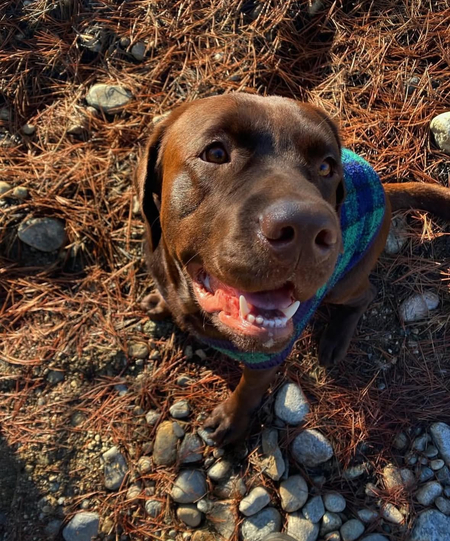 Entry image for Moose. Clicking this image will show a larger photo