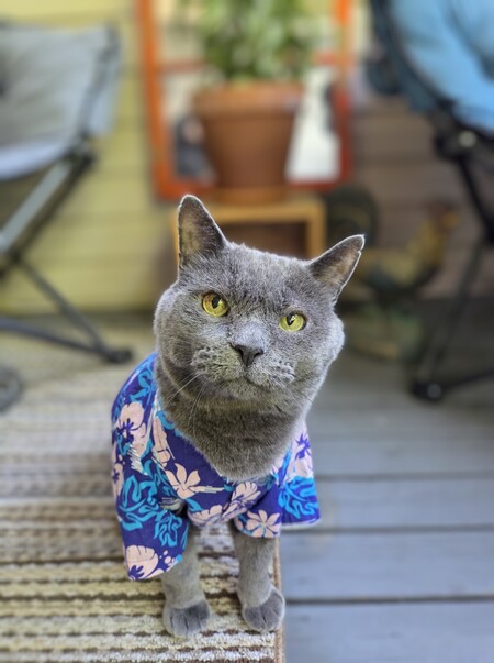 Entry image for Moe . Clicking this image will show a larger photo