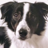 Entry image for Sunny