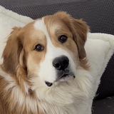 Entry image for Willie 