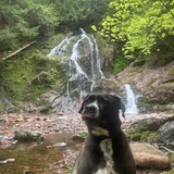 Entry image for Duke