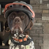 Entry image for Rocko