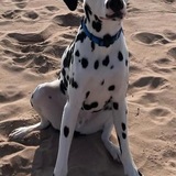 Entry image for Ollie