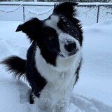 Entry image for Nismo