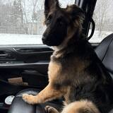 Entry image for Dozer