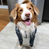 Entry image for Gryffin