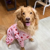 Entry image for Lily