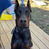 Entry image for Rocco