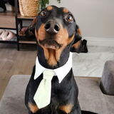 Entry image for Jackson