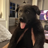 Entry image for Bron