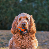 Entry image for Ranger