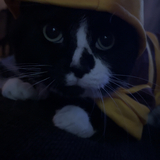 Entry image for Myla 