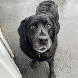 Entry image for Gemma