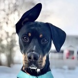 Entry image for Rigby