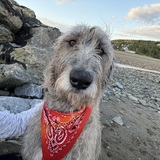 Entry image for Feya