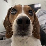 Entry image for Charlie