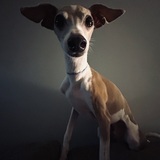 Entry image for Lenny