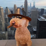 Entry image for Brookie