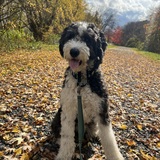 Entry image for Rocco Winston