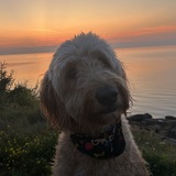 Entry image for Remi