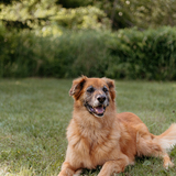 Entry image for Harvey